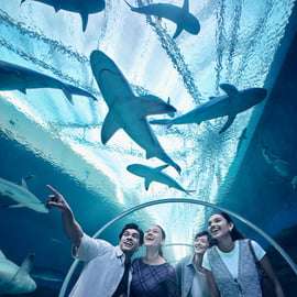 Singapour : Billet électronique pour l'entrée à l'aquarium S.E.A.