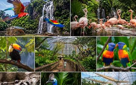 Billet d'entrée avec transferts au parc Bird Paradise