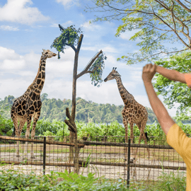 Zoo de Singapour : billet électronique d'entrée d'une journée avec trajet en tramway