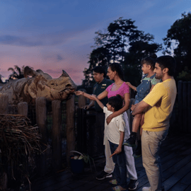 Singapour : billet d'entrée pour le Night Safari avec trajet en tramway