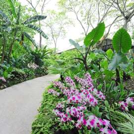 Singapour : Billets d'entrée au National Orchid Garden
