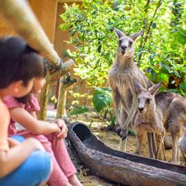 Singapour : billet d'entrée au zoo, trajet en tramway et transfert à l'hôtel