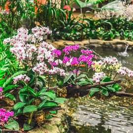 Singapour : Billets d'entrée au National Orchid Garden