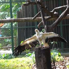Singapour : billet d'entrée pour le paradis des oiseaux