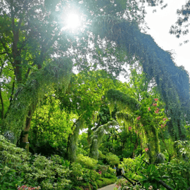 Billet pour le jardin des orchidées de Singapour : Pass UNESCO Heritage