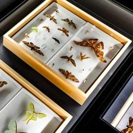 Singapour : billet d'entrée au musée ArtScience