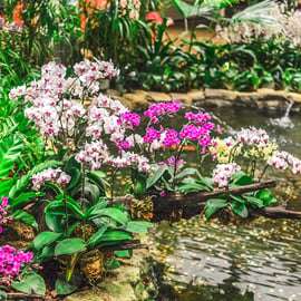 Singapour : Entrée au National Orchid Garden