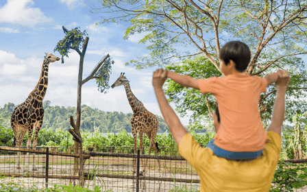 Zoo de Singapour : billet électronique d'entrée d'une journée avec trajet en tramway