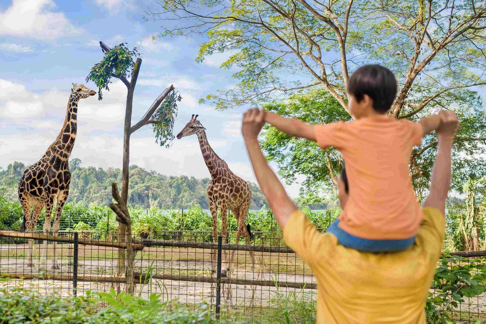 Singapour : billet d'entrée au zoo, trajet en tramway et transfert à l'hôtel