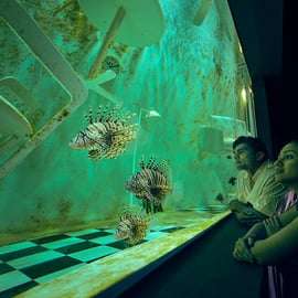 Singapour : Billet électronique pour l'entrée à l'aquarium S.E.A.