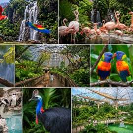 Billet d'entrée avec transferts au parc Bird Paradise