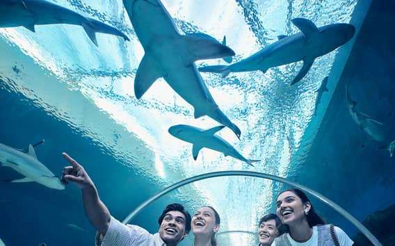 Singapour : Billet électronique pour l'entrée à l'aquarium S.E.A.