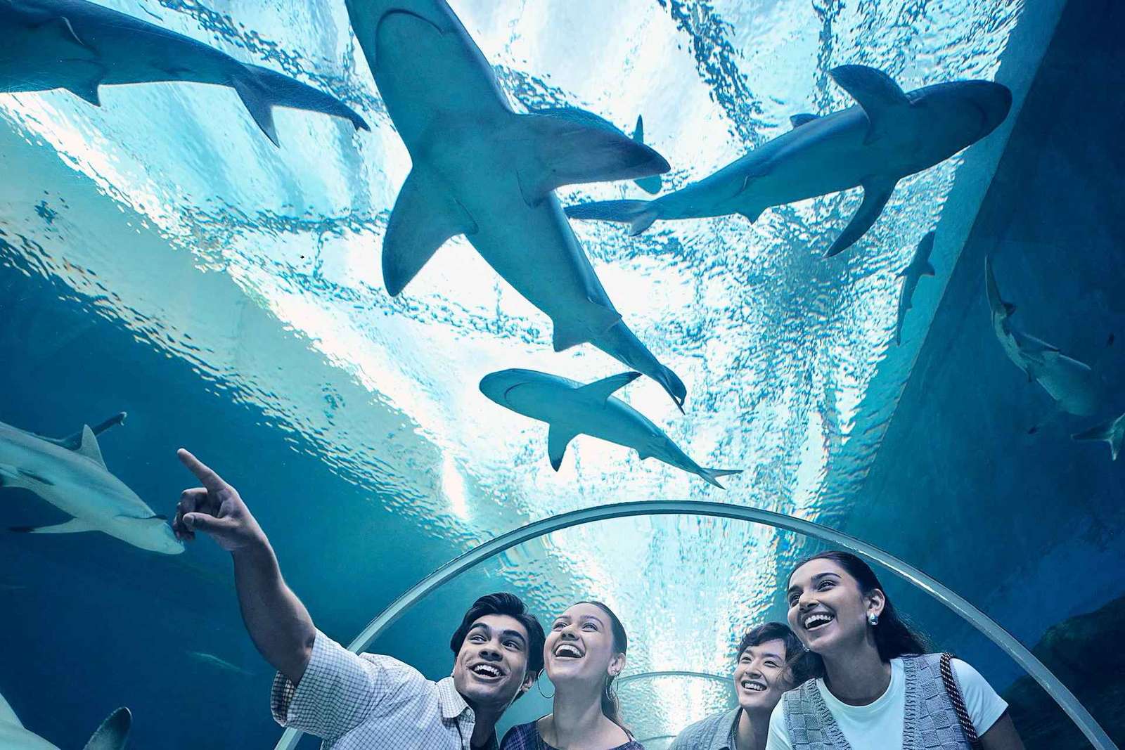 Singapour : Billet électronique pour l'entrée à l'aquarium S.E.A.