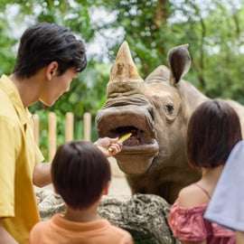 Singapour : billet d'entrée au zoo, trajet en tramway et transfert à l'hôtel