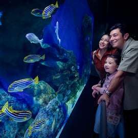 Singapour : Billet électronique pour l'entrée à l'aquarium S.E.A.