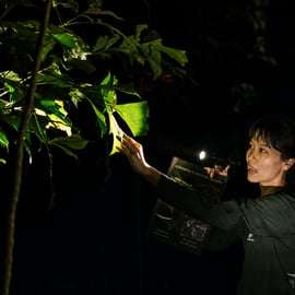 Singapour : promenade nocturne dans la mangrove