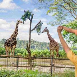 Singapour : billet d'entrée au zoo, trajet en tramway et transfert à l'hôtel