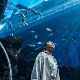 Singapour : billet d'entrée à l'Océanarium de Singapour