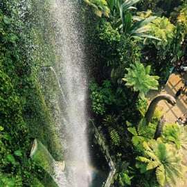 Singapour : billets pour le Flower Dome + la Cloud Forest