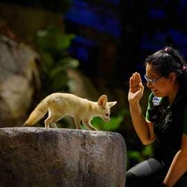 Visite guidée du Night Safari avec prise en charge et retour à l'hôtel
