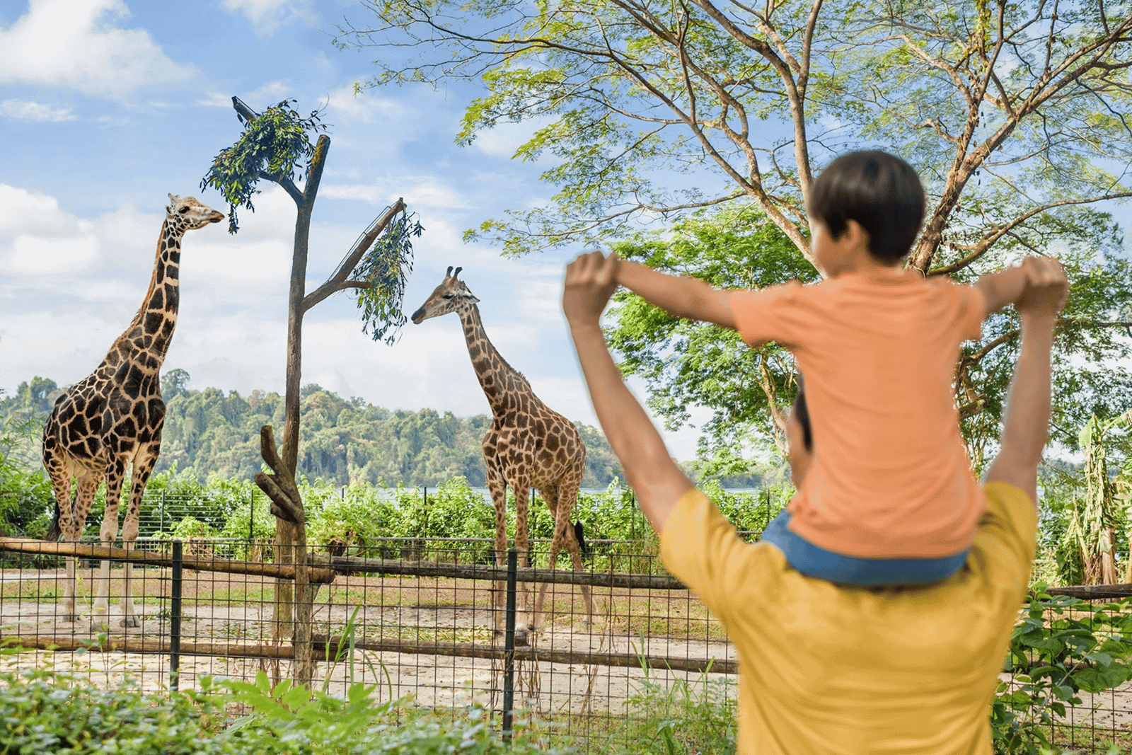 Zoo de Singapour : billet électronique d'entrée d'une journée avec trajet en tramway
