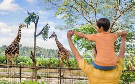 Singapour : billet d'entrée au zoo, trajet en tramway et transfert à l'hôtel