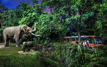 Billet d'entrée pour le safari de nuit avec excursion en tram et transferts partagés