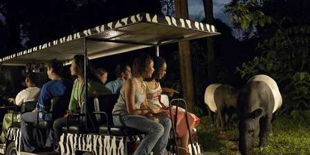 Night Safari