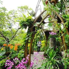 Singapour : Entrée au National Orchid Garden