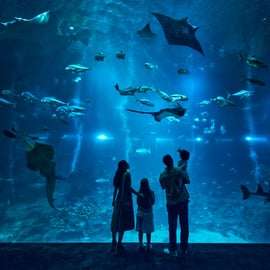 Singapour : Billet électronique pour l'entrée à l'aquarium S.E.A.