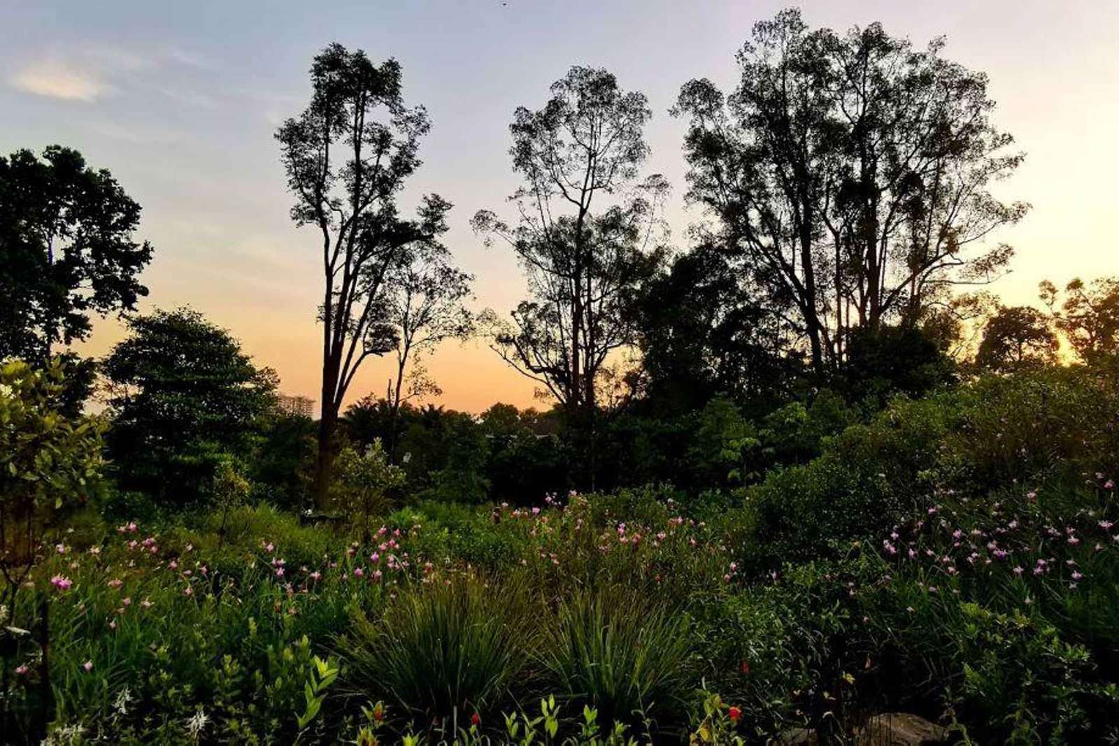 Visite à pied des jardins botaniques et de Tiong Bahru avec petit-déjeuner