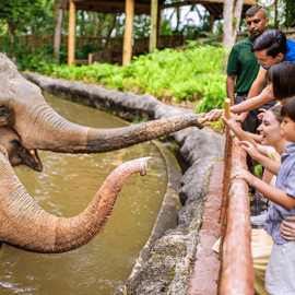 Zoo de Singapour : billet électronique d'entrée d'une journée avec trajet en tramway