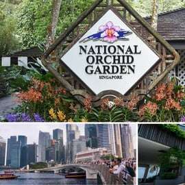 Visite guidée d'une demi-journée avec le Jardin national des orchidées