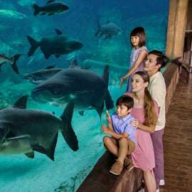 Singapour : billet d'entrée pour River Wonders