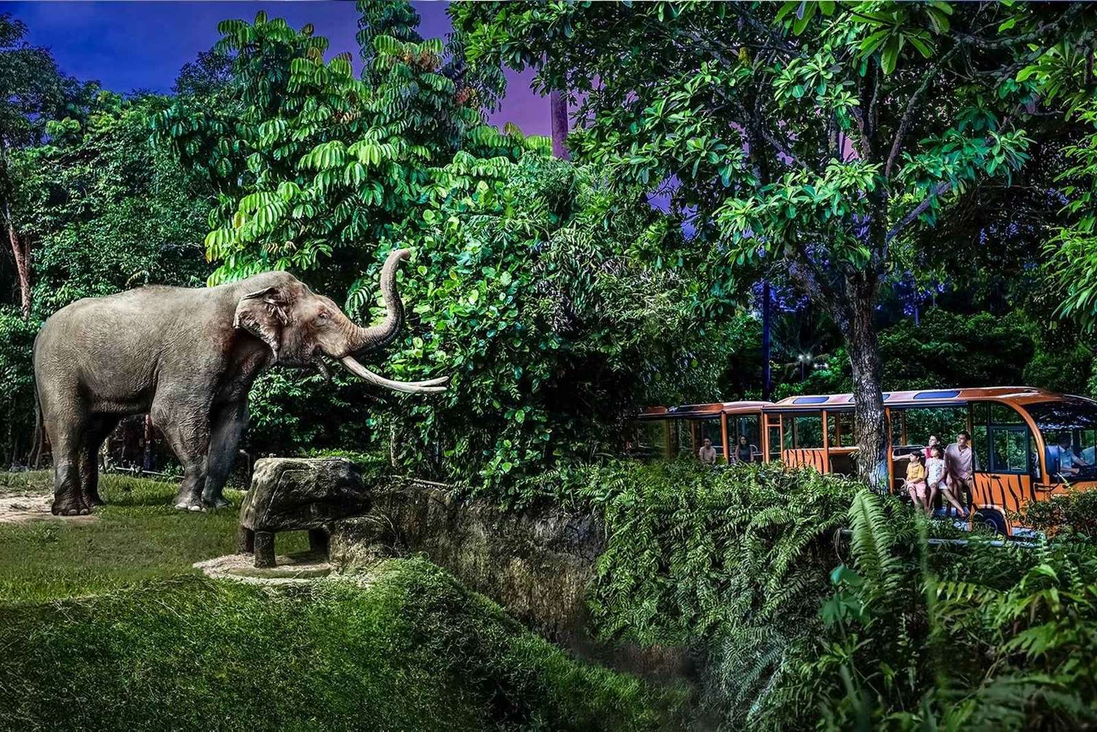 Billet d'entrée pour le safari de nuit avec excursion en tram et transferts partagés
